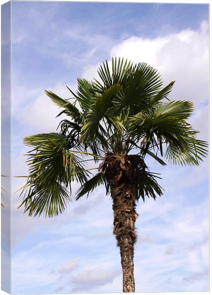 Palm Tree against cloudy blue sky Canvas Print by Linda More