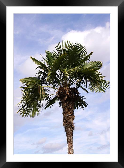 Palm Tree against cloudy blue sky Framed Mounted Print by Linda More