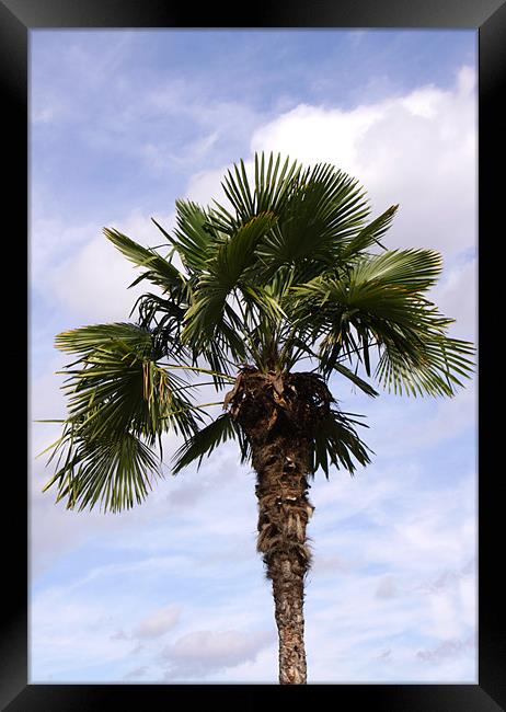 Palm Tree against cloudy blue sky Framed Print by Linda More