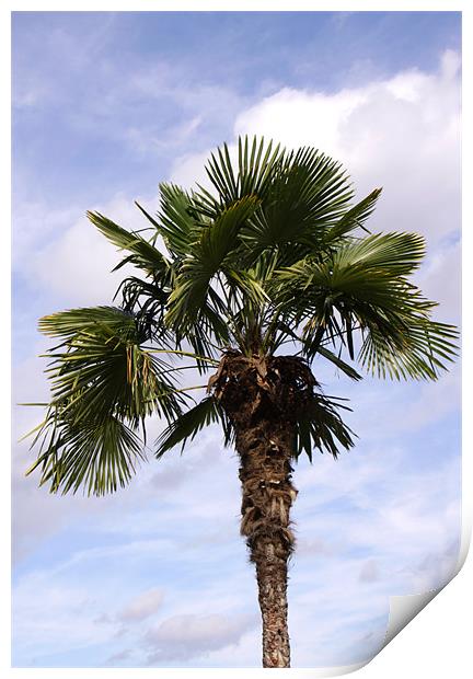 Palm Tree against cloudy blue sky Print by Linda More