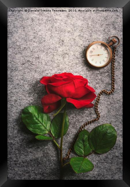 Red rose and a vintage pocket clock Framed Print by Daniela Simona Temneanu
