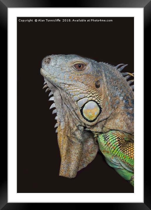 Close up of an iguana Framed Mounted Print by Alan Tunnicliffe