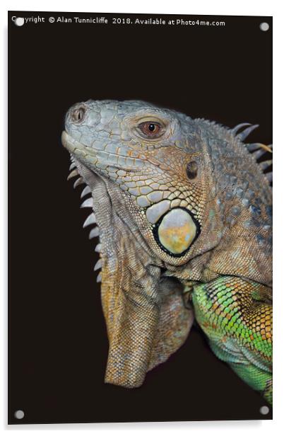 Close up of an iguana Acrylic by Alan Tunnicliffe