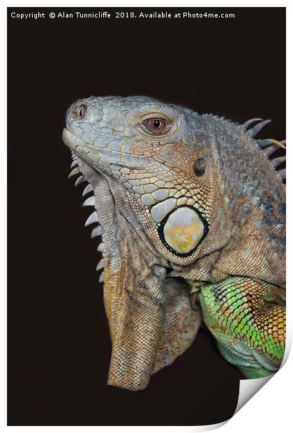 Close up of an iguana Print by Alan Tunnicliffe