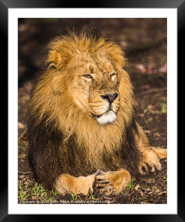 Asiatic lion in the sunshine Framed Mounted Print by Jason Wells