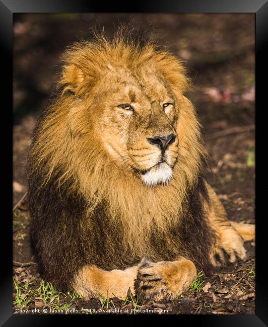 Asiatic lion in the sunshine Framed Print by Jason Wells