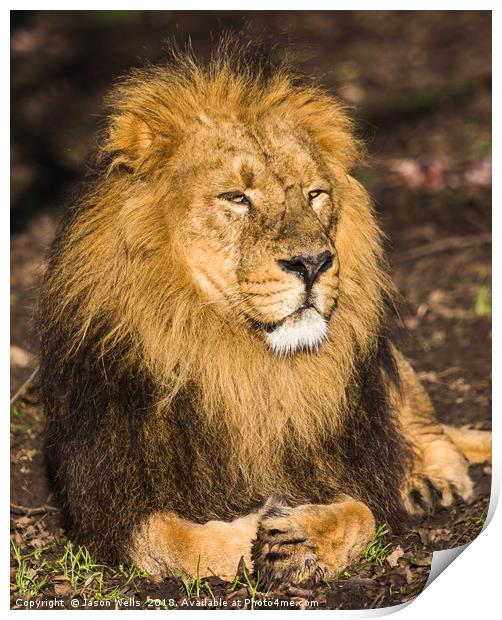 Asiatic lion in the sunshine Print by Jason Wells