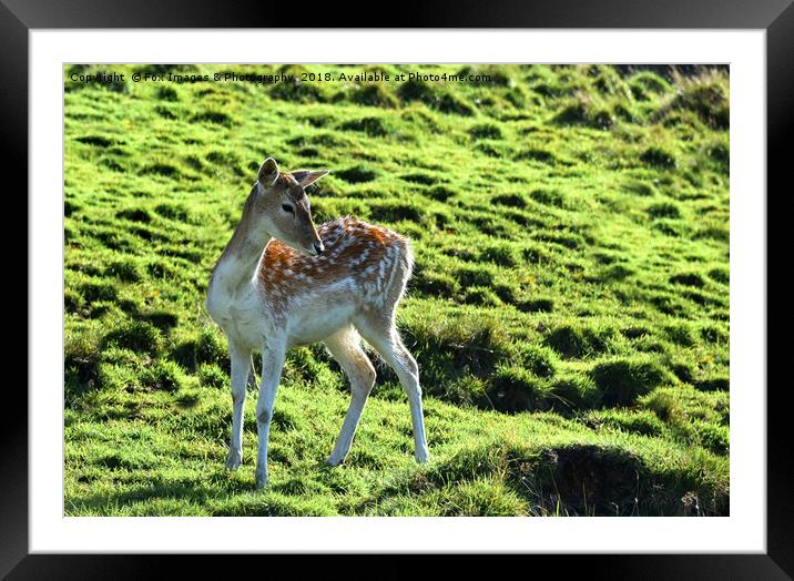 Young Fallow Deer Framed Mounted Print by Derrick Fox Lomax