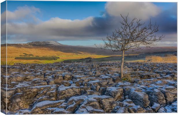 Southerscales in the Yorkshire Dales Canvas Print by Tony Keogh