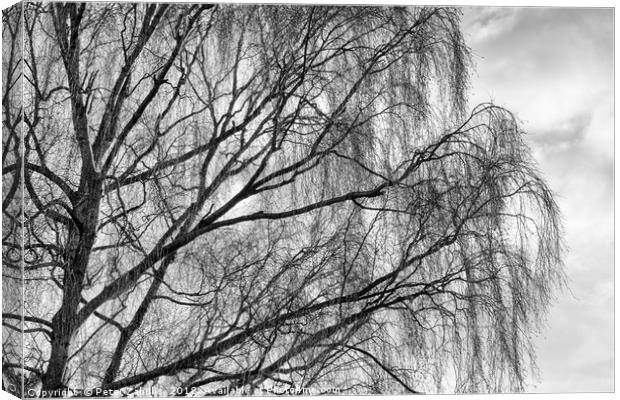 A Silver Birch in Winter Canvas Print by Peter Zabulis
