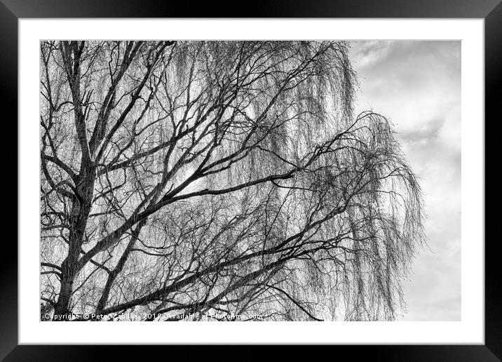 A Silver Birch in Winter Framed Mounted Print by Peter Zabulis