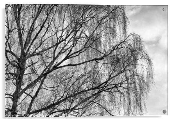 A Silver Birch in Winter Acrylic by Peter Zabulis