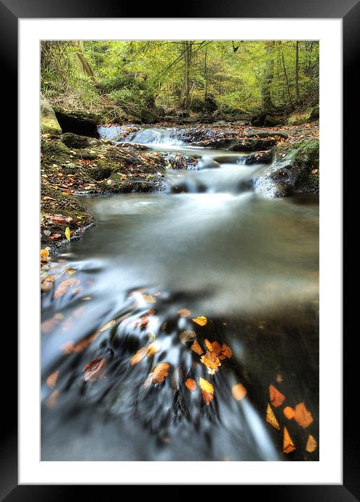 May Beck, Sneaton Forest.  North Yorkshire Framed Mounted Print by Martin Williams