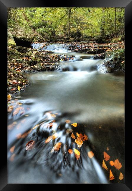 May Beck, Sneaton Forest.  North Yorkshire Framed Print by Martin Williams