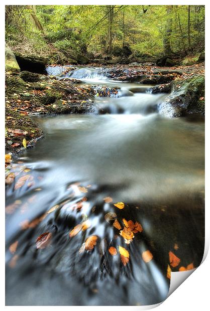 May Beck, Sneaton Forest.  North Yorkshire Print by Martin Williams
