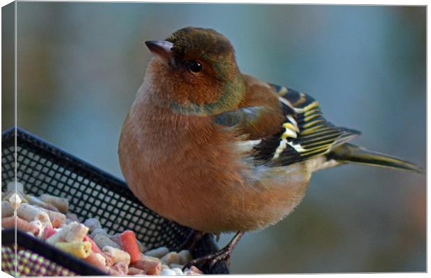 Male Chaffinch Canvas Print by Donna Collett
