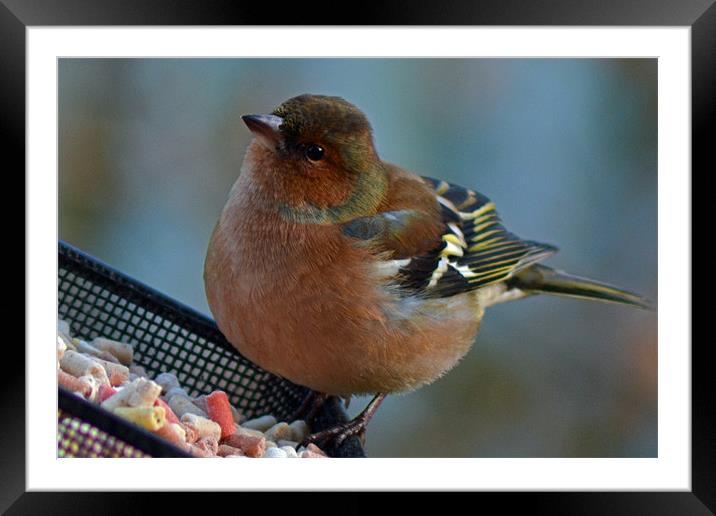 Male Chaffinch Framed Mounted Print by Donna Collett