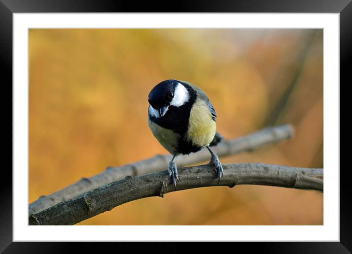 Great tit Framed Mounted Print by Donna Collett
