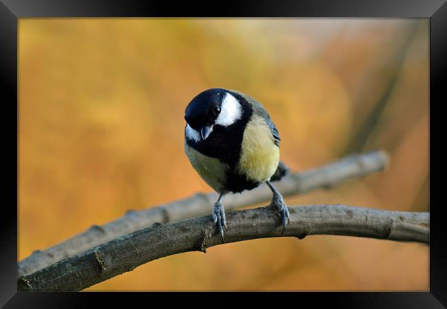 Great tit Framed Print by Donna Collett