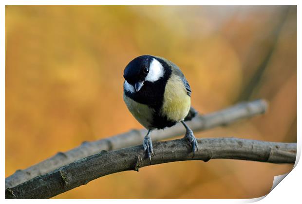 Great tit Print by Donna Collett