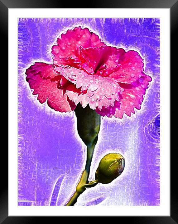 Pinks Digital Art Framed Mounted Print by David French