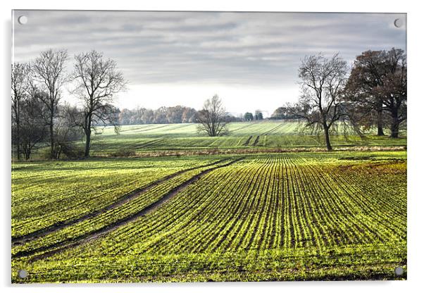Essex Farmland Acrylic by peter tachauer