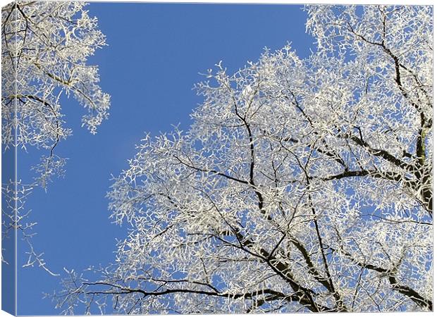 Frost Blossom Trees Canvas Print by Ginny Gregg
