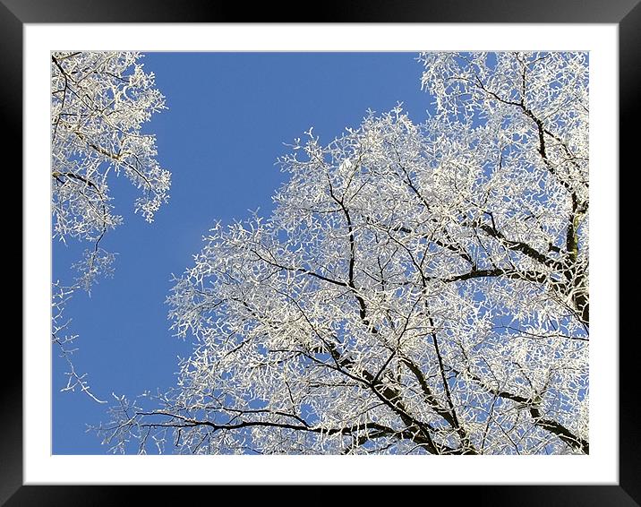 Frost Blossom Trees Framed Mounted Print by Ginny Gregg