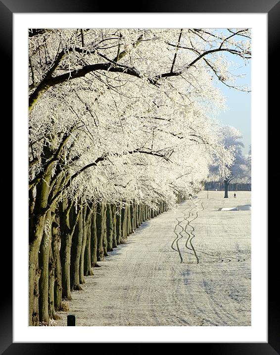 Frosty Trees on the Racecourse in Northampton Framed Mounted Print by Ginny Gregg
