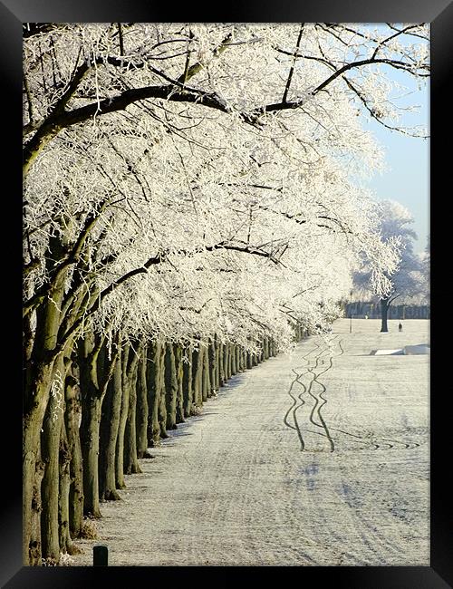 Frosty Trees on the Racecourse in Northampton Framed Print by Ginny Gregg