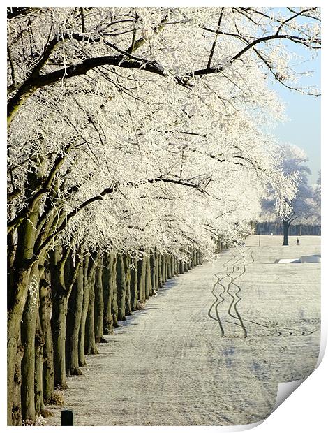 Frosty Trees on the Racecourse in Northampton Print by Ginny Gregg