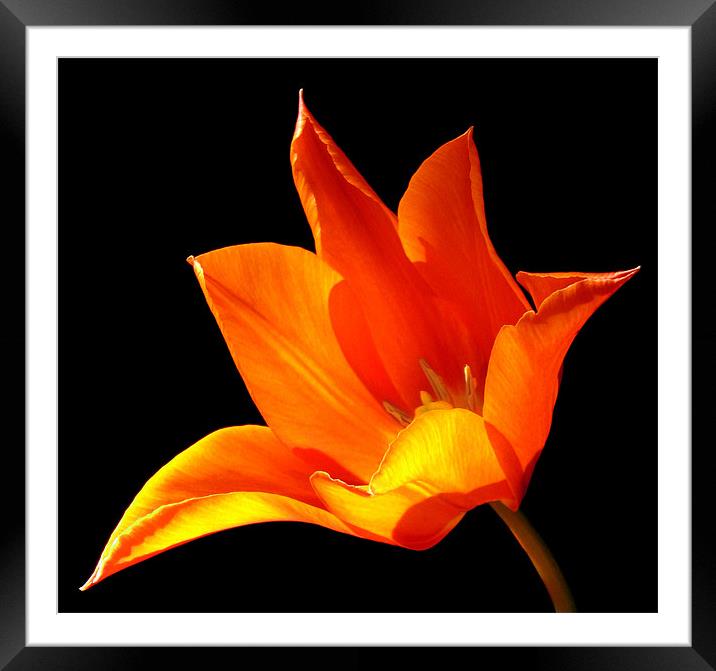 Lily Framed Mounted Print by Linda More