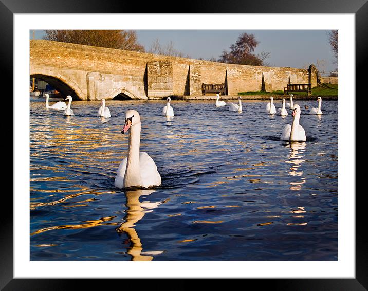 Swan Vista Framed Mounted Print by Stephen Mole