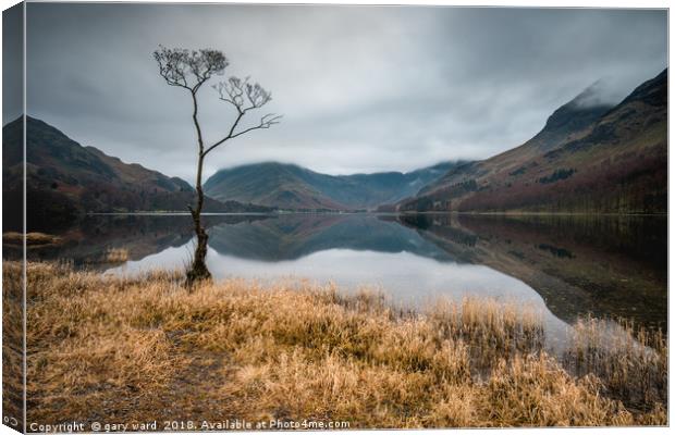 Buttermere Lone Tree Canvas Print by gary ward