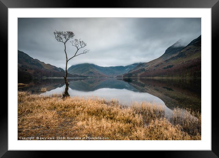 Buttermere Lone Tree Framed Mounted Print by gary ward