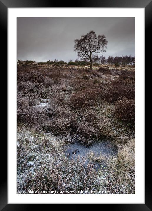 Winter Hawthorn Framed Mounted Print by Angie Morton