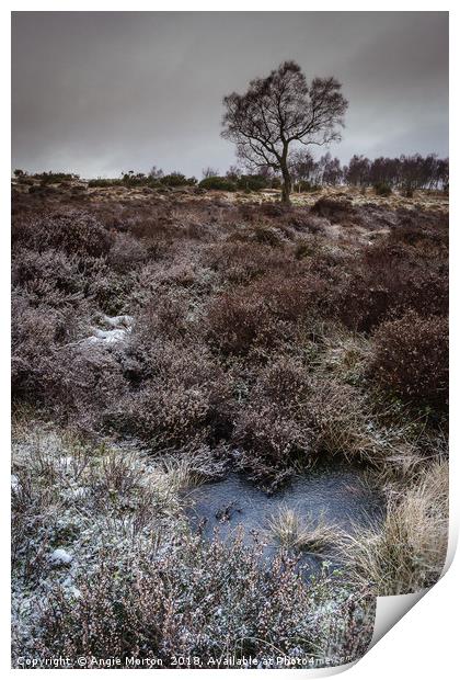 Winter Hawthorn Print by Angie Morton