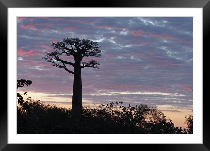    Baobab at Sunset                            Framed Mounted Print by Genevieve HUI BON HOA