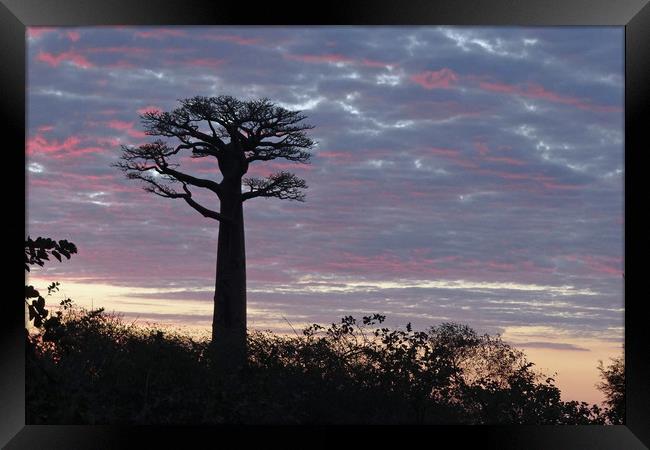     Baobab at Sunset                            Framed Print by Genevieve HUI BON HOA