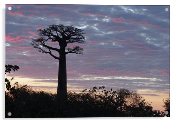     Baobab at Sunset                            Acrylic by Genevieve HUI BON HOA