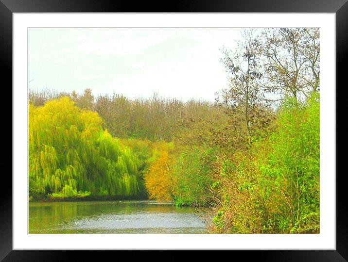 the tree vew Framed Mounted Print by david hotchkiss