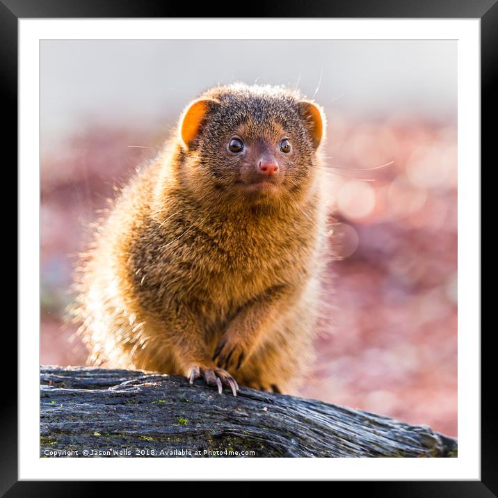 Backlit Common dwarf mongoose Framed Mounted Print by Jason Wells