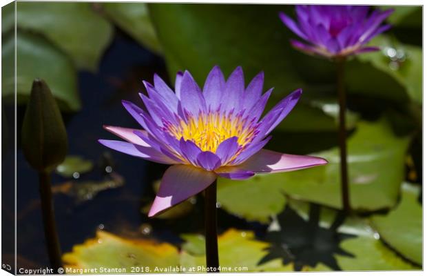 Purple Water Lilies close up  Canvas Print by Margaret Stanton