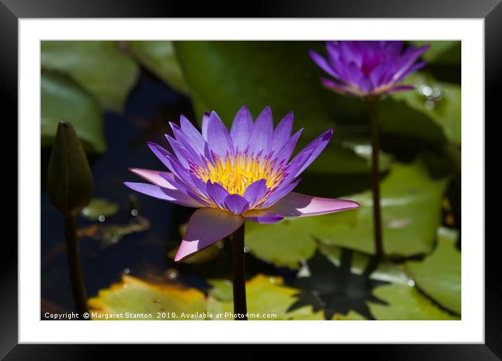 Purple Water Lilies close up  Framed Mounted Print by Margaret Stanton