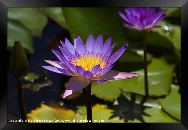 Purple Water Lilies close up  Framed Print by Margaret Stanton