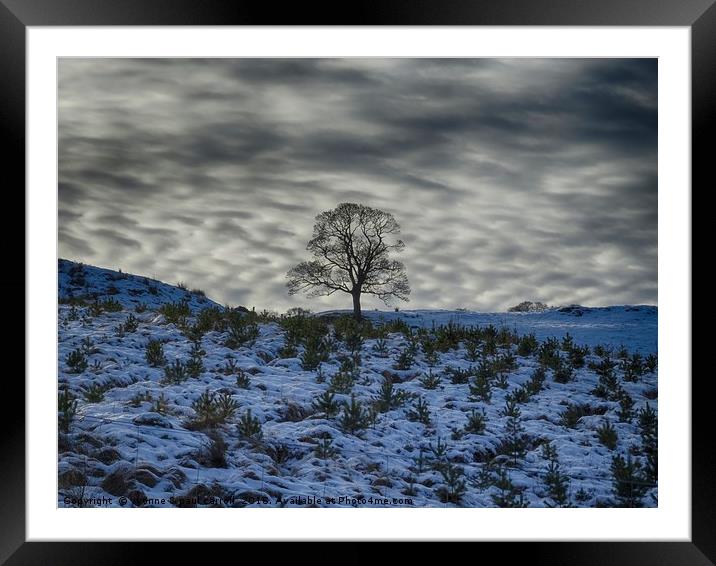 Winter sky, lone tree on a hill Framed Mounted Print by yvonne & paul carroll
