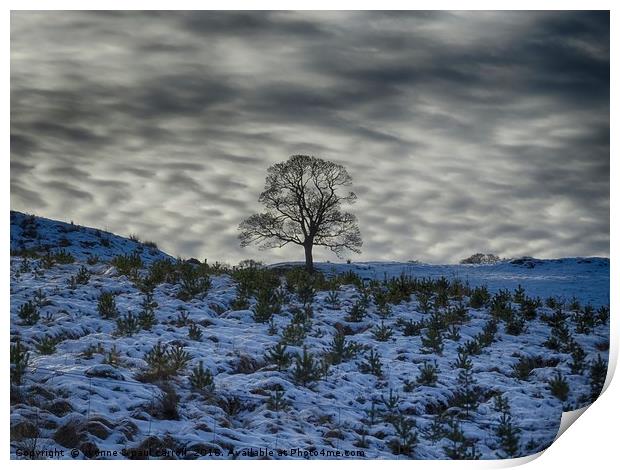 Winter sky, lone tree on a hill Print by yvonne & paul carroll