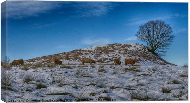 Highland cattle under lone tree in the snow Canvas Print by yvonne & paul carroll