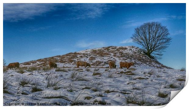 Highland cattle under lone tree in the snow Print by yvonne & paul carroll
