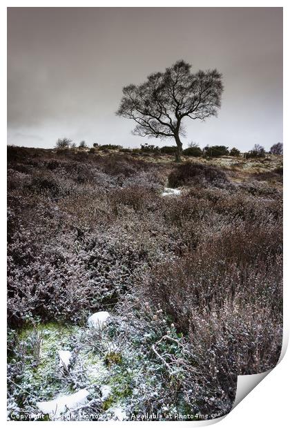 Winter Heather and Hawthorn Print by Angie Morton